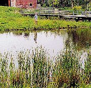 Brickworks wetland