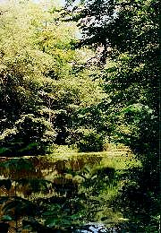 Wychwood pond